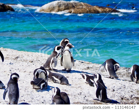 Cape penguins in South Africa 113146147