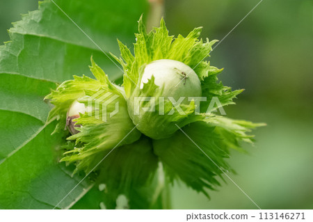 Unripe green Filbert cosford nuts  growing on tree branch close up 113146271
