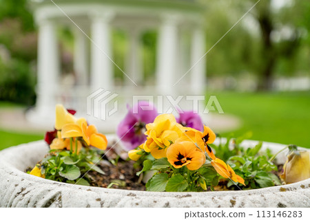 Blooming flowers in summer park with blurred white rotunda on background 113146283
