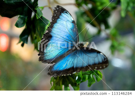 Exotic butterfly with spreaded blue wings close up 113146284