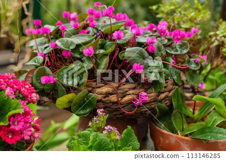 Delicate Cyclamen houseplant with pink flowers blooming in wicker flowerpot in home garden Delicate Cyclamen houseplant with pink flowers blooming in wicker flowerpot in home garden 113146285