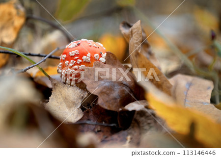 fly agaric amanita mushroom grows through fallen leaves 113146446