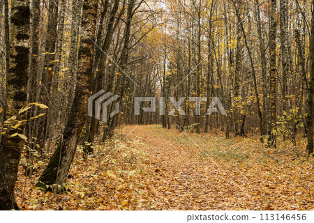 Pathway in autumnal forest among trees and fallen golden leaves on ground Pathway in autumnal forest among trees and fallen golden leaves on ground 113146456