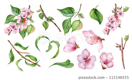 Set of various pink flowers of peach tree watercolor illustration isolated. Foliage fruit tree branches hand drawn. Red white blossom in botanical sketch style. Design element for print, textile 113146555