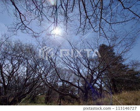 branched trees and sky branched trees and sky 113146727