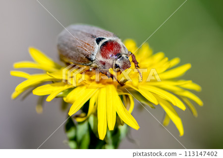 Melolontha beetle sitting on yellow dandelion close up 113147402