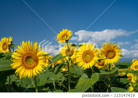 開花往太陽的向日葵 開花往太陽的向日葵 113147419