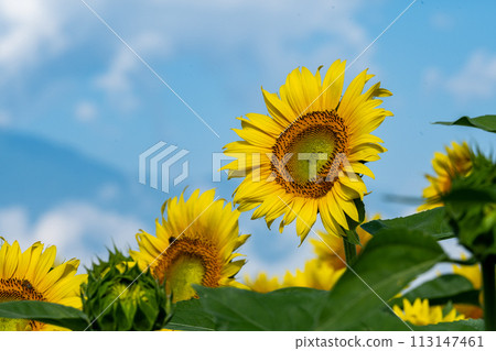Sunflower blooming towards the sun 113147461