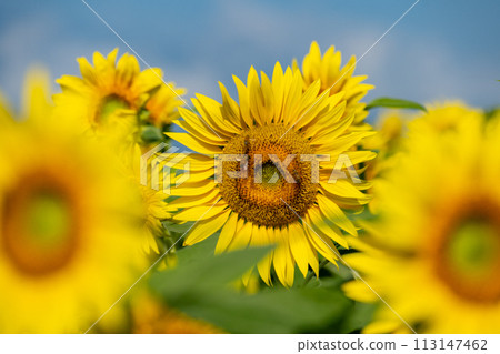 Sunflower blooming towards the sun 113147462