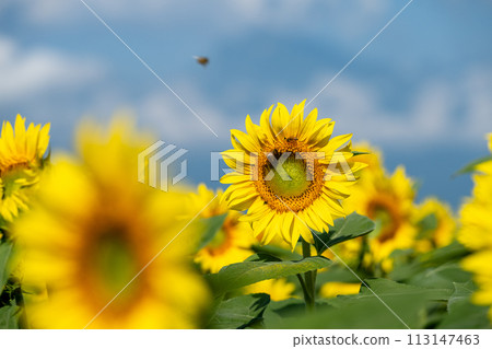 Sunflower blooming towards the sun 113147463