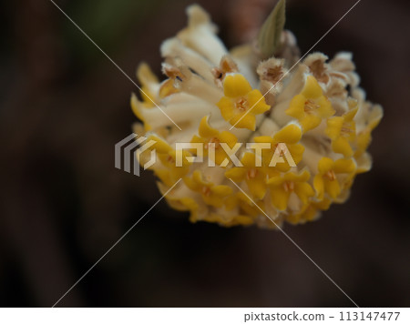 Yellow Mitsumata flowers that started blooming in March 113147477