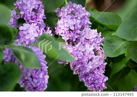 Lilac inflorescence with purple petals blooming in spring among green leaves Lilac inflorescence with purple petals blooming in spring among green leaves 113147495