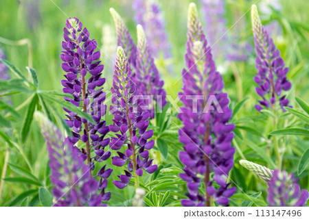 Blooming purple lupine flower in summer field close up inflorescence Blooming purple lupine flower in summer field close up inflorescence 113147496