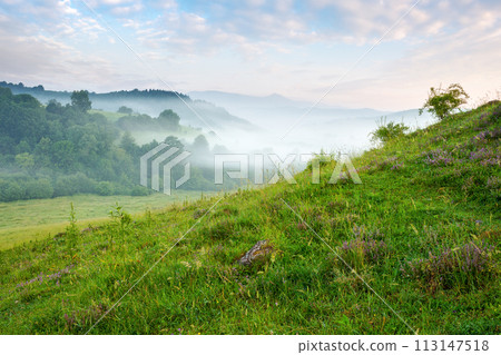 carpathian countryside scenery on a foggy morning. mountainous rural landscape of ukraine with grassy meadows, forested hills and misty valley in summer. clouds above the mountains carpathian countryside scenery on a foggy morning. mountainous rural landscape of ukraine with grassy meadows, forested hills and misty valley in summer. clouds above the mountains 113147518