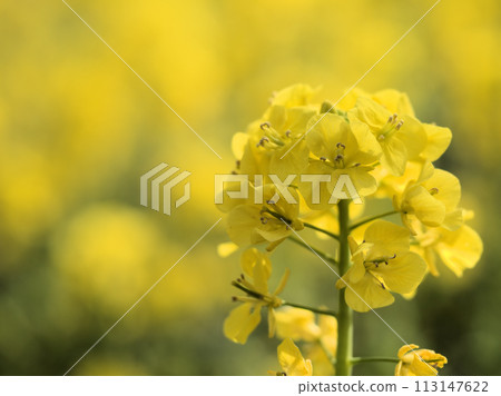 三月黃色的油菜花盛開 113147622