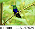 lapis lazuli hummingbird 113147629