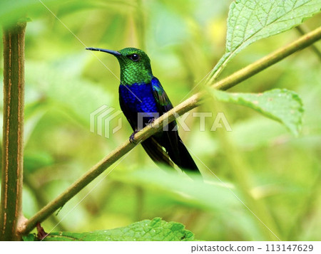 lapis lazuli hummingbird lapis lazuli hummingbird 113147629