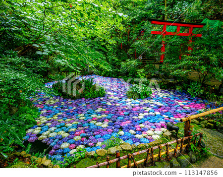 繡球花池塘 113147856