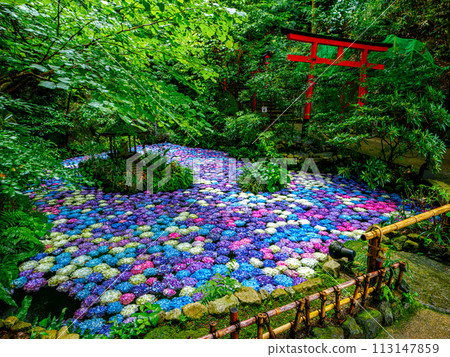 繡球花池塘 繡球花池塘 113147859