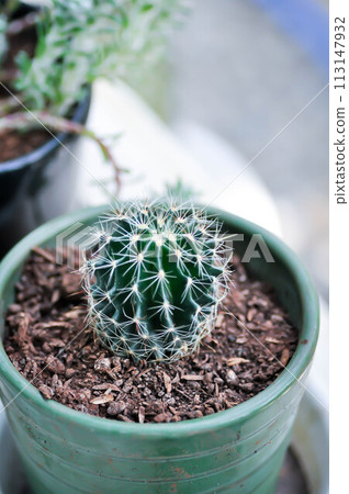 Echinopsis calochlora, Goloden Echinopsis calochlora or cactus Echinopsis calochlora, Goloden Echinopsis calochlora or cactus 113147932