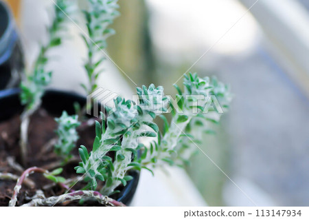 Portulaca werdermannii or Portulaca, Moss Rose or Sun plant or Sun Rose or purslane or pussley flower Portulaca werdermannii or Portulaca, Moss Rose or Sun plant or Sun Rose or purslane or pussley flower 113147934