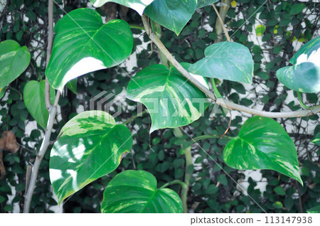 Devils Ivy, Golden Pothos or Hunters Robe or Epipremnum aureum or Araceae Devils Ivy, Golden Pothos or Hunters Robe or Epipremnum aureum or Araceae 113147938