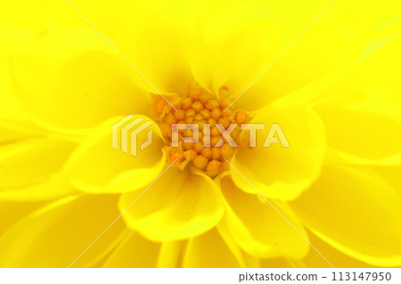 Fantastic yellow dahlia flower Fantastic yellow dahlia flower 113147950