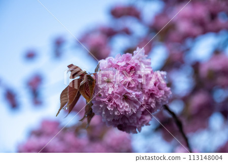 Flower peach blooming in the mountains 113148004