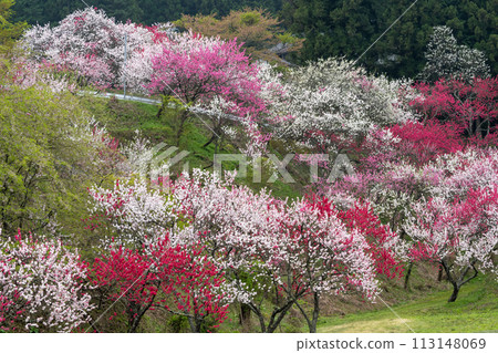山間桃花盛開 山間桃花盛開 113148069