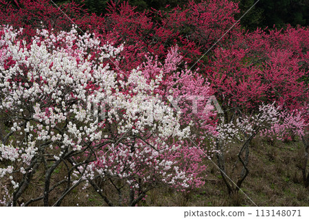山間桃花盛開 山間桃花盛開 113148071