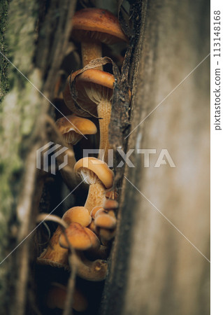 mushrooms on a tree in the forest close-up. 113148168