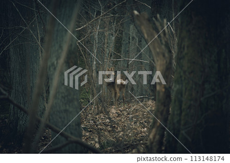 Lonely Male Roe Deer (Capreolus capreolus) Lonely Male Roe Deer (Capreolus capreolus) 113148174
