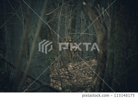 Lonely Male Roe Deer (Capreolus capreolus) Lonely Male Roe Deer (Capreolus capreolus) 113148175