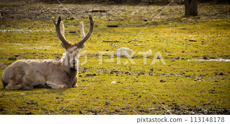 Male David's Deer on grass. Spring day 113148178