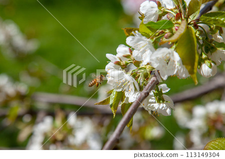 Working honeybee flying over the white flower of sweet cherry tree. Bee looking pollen and nectar to make sweet honey. 113149304