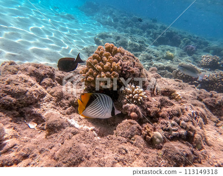 Threadfin butterflyfish (Chaetodon auriga) at the Red Sea coral reef.. 113149318