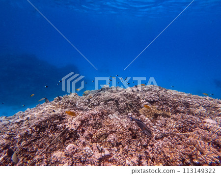 Underwater life of reef with corals and tropical fish. Coral Reef at the Red Sea, Egypt. Underwater life of reef with corals and tropical fish. Coral Reef at the Red Sea, Egypt. 113149322