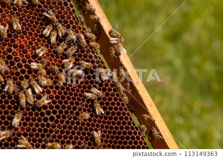 Working bees in a hive on honeycomb. Bees inside hive with sealed and open cells for their young.. Working bees in a hive on honeycomb. Bees inside hive with sealed and open cells for their young.. 113149363
