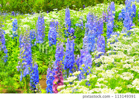 Clusters of refreshing blue dilphiniums and Orlaya in full bloom 113149391