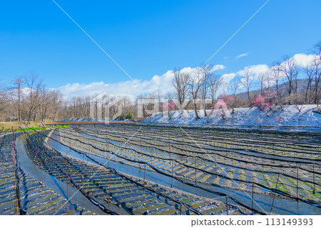 Wasabi fields with light snow [Daio Wasabi Farm] 113149393