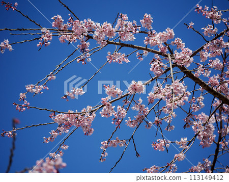 萩市南明寺的垂枝櫻花 113149412