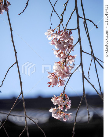 萩市南明寺的垂枝櫻花 萩市南明寺的垂枝櫻花 113149413