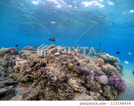 Underwater life of reef with corals and tropical fish. Coral Reef at the Red Sea, Egypt. Underwater life of reef with corals and tropical fish. Coral Reef at the Red Sea, Egypt. 113149434