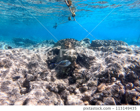 Surgeon fish or sohal tang fish (Acanthurus sohal) at the Red Sea coral reef.. Surgeon fish or sohal tang fish (Acanthurus sohal) at the Red Sea coral reef.. 113149435