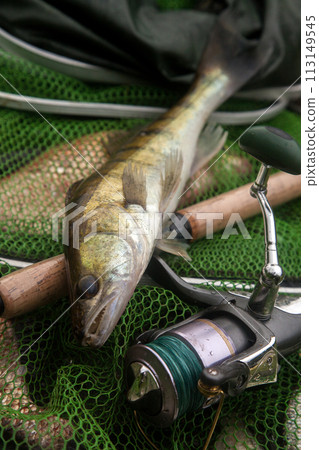 Freshwater zander and fishing rod with reel on keepnet with fishery catch in it.. 113149545