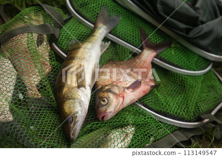 Freshwater zander and common bream fish on keepnet with fishery catch in it.. 113149547