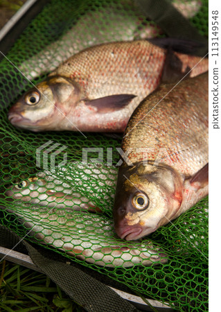 Two big freshwater common bream fish on green fishing net.. 113149548