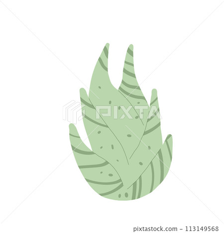 Aloe isolation on white background. Exotic plant Vector flat illustration Aloe isolation on white background. Exotic plant Vector flat illustration 113149568
