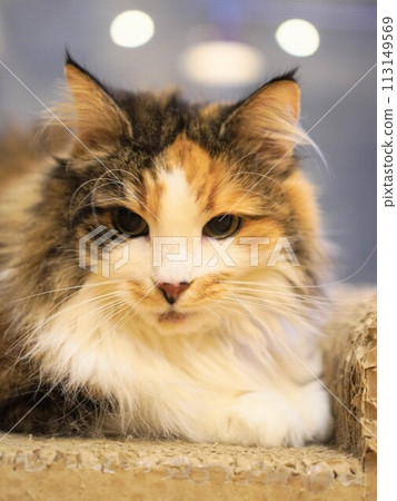 貓咪有一雙慈祥的眼睛 貓咪有一雙慈祥的眼睛 113149569