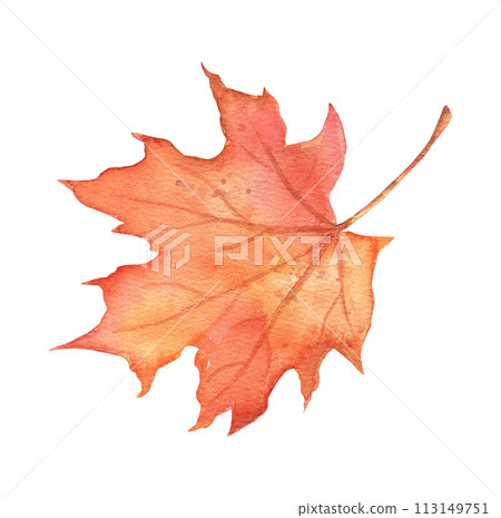Fall maple leaf on transparent background. Hand drawn watercolor illustration isolated. Fall maple leaf on transparent background. Hand drawn watercolor illustration isolated. 113149751